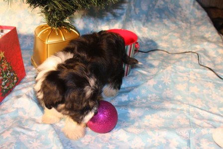 havanese-puppies